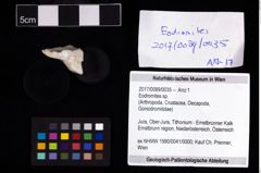 Foto (Objekt + Etikett) von Eodromites sp.  (NHMW-GEO-2017-0089-0035)